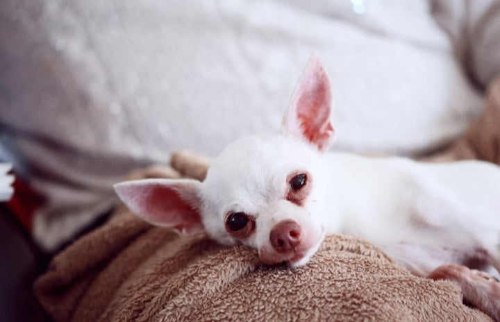 The Animal Rescue